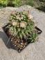 Preview: Mammillaria mystax